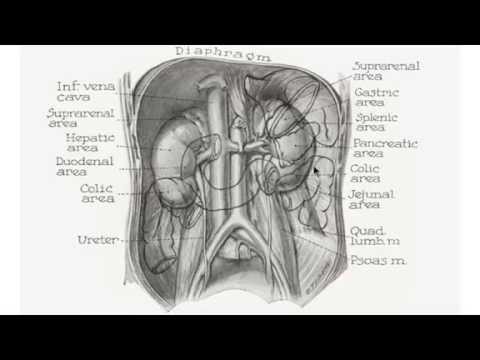nieren deel 1 anatomie