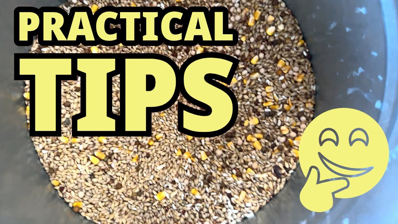 Unlocking the Secrets: How I Make My Racing Pigeons Loft Fly for 1 Hour!