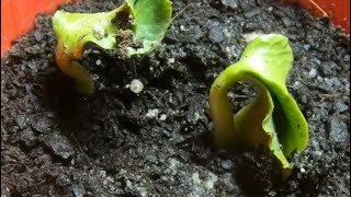 Atlantic Giant Pumpkin seedling time lapse