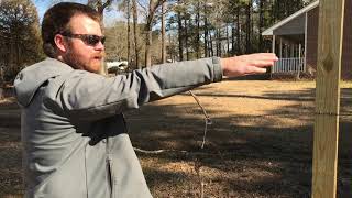 Pruning Neglected Grapevines