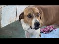 Estou triste 😭 O MEU CACHORRO 🐕 NÃO APARECEU 😭FIS BROA DE MILHARINA NA CHAPA::ROTINA DA ROÇA 🤠