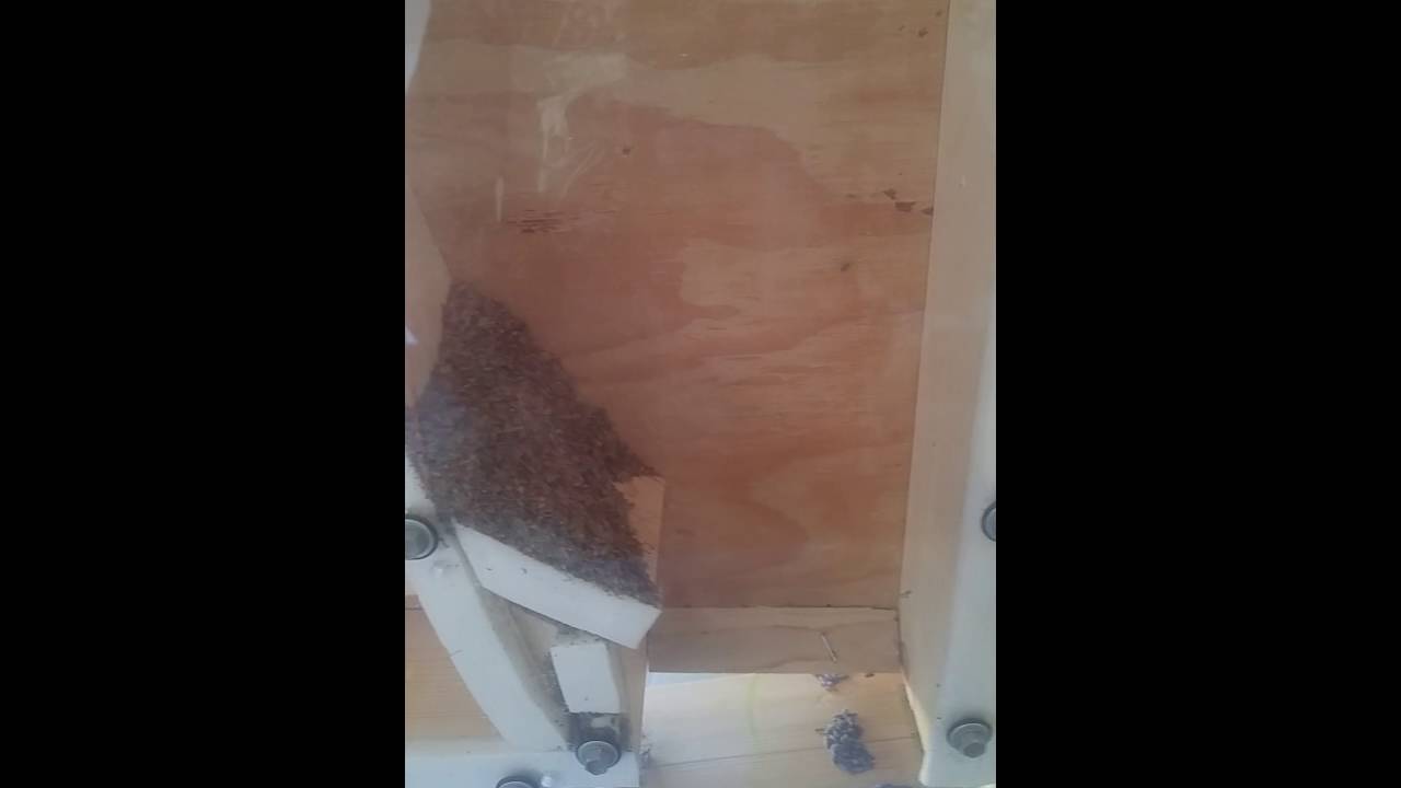 Lavender bud cleaner.