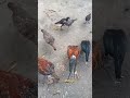 bubod manok