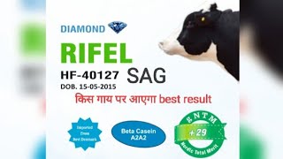 SAG TOP HF BULL 40127🐄 ALL ROUNDER BULL🐄FULL DETAILS🐄#breeding #hfbull #hfcow #nddb #dairyfarm