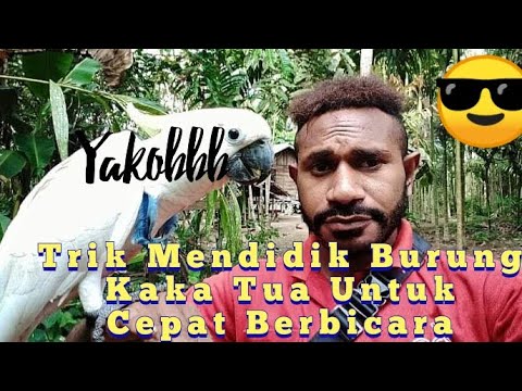 Video: Cara Mengajar Burung Kakak Tua Cockatiel Untuk Bercakap