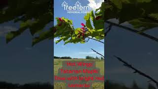 Hot Wings Tatarian Maple Tree