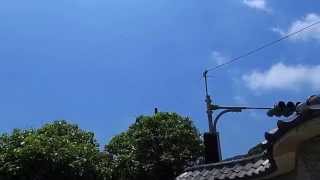 1040515 分封亂飛的蜜蜂