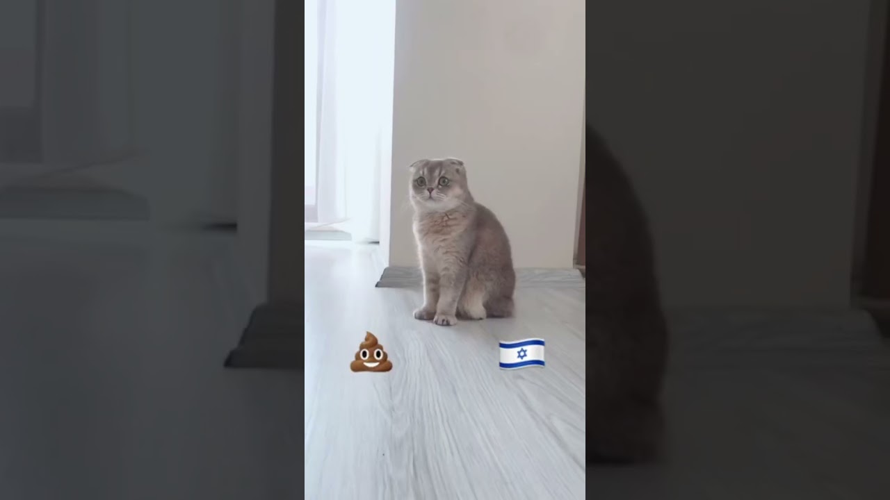 Stop the genocide. Free 🇵🇸 