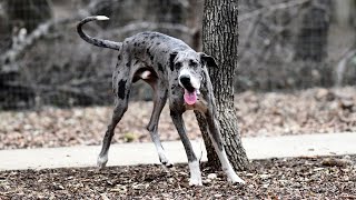Great Dane Lifespan Expectations and Factors Affecting It Average Lifespan Of A Great Dane