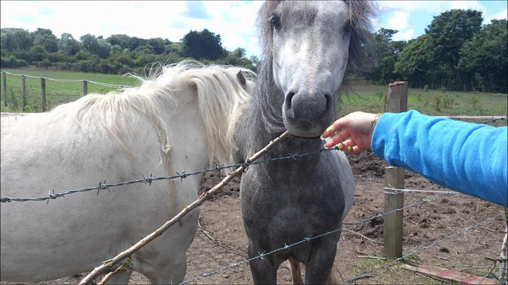 starving horses 2012
