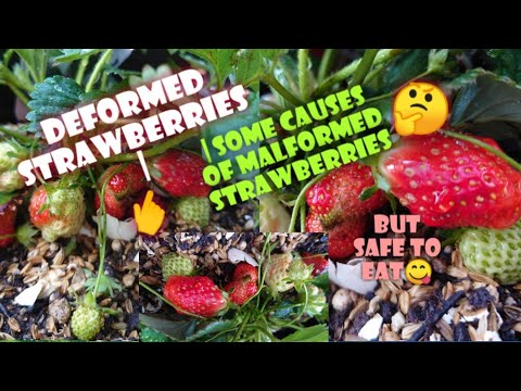 Video: Weird Looking Strawberries - Why Are My Strawberries Are Mishapen