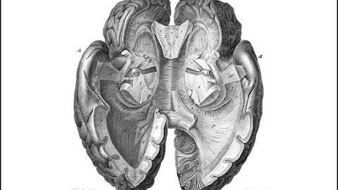 From MR Imaging of Diffusion in White Matter: Tracks to Brain Interconnectivity