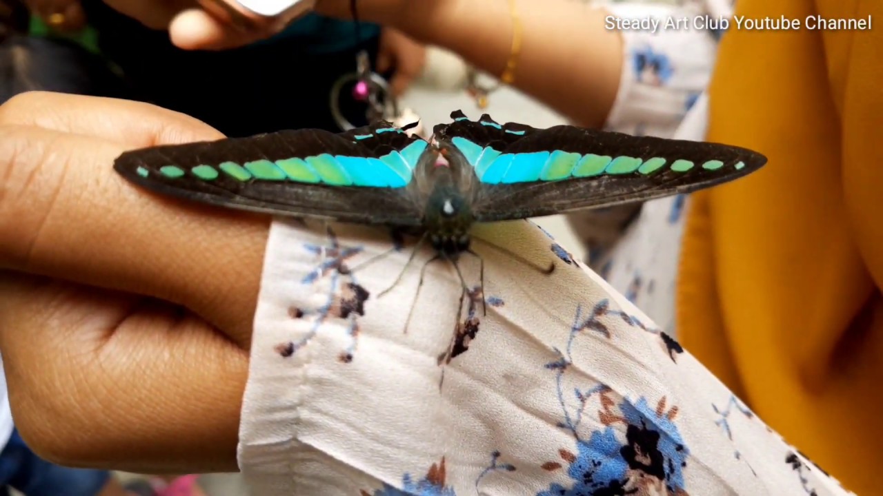 CINEMATIC VIDEO AWESOME BUTTERFLY FARM CAMERON HIGHLANDS