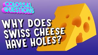 Why Does Swiss Cheese Have Holes | COLOSSAL QUESTIONS