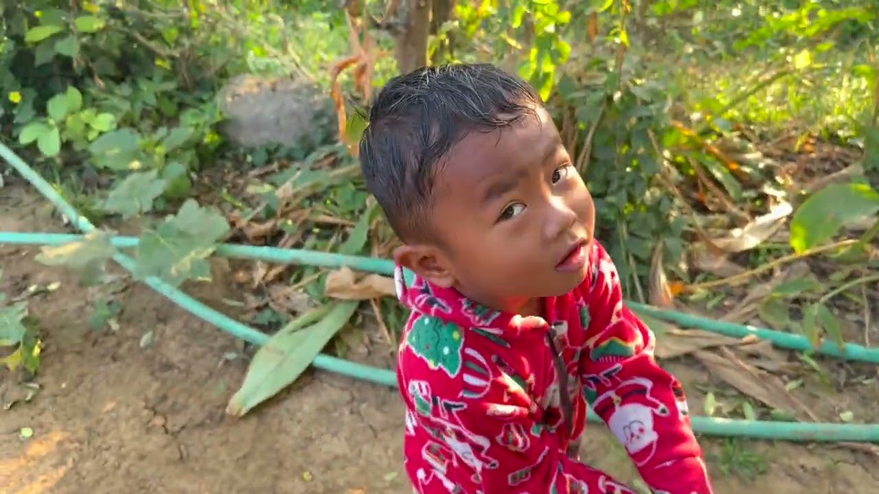 There are plenty of chili peppers to be harvested today