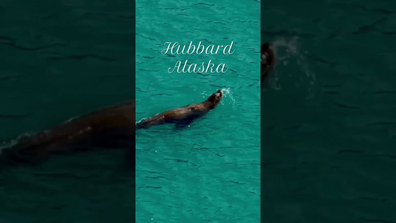 This Sea Lion Was NOT Shy! 🦭😂