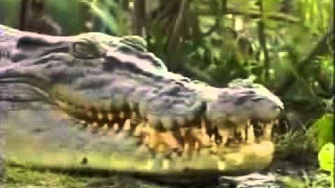 Animals Are Better then You ! [from www.metacafe.com].flv