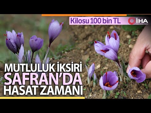 Video: Sıradışı çiçekler: safran (çiğdem)