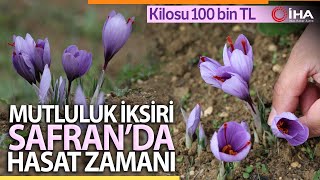 Kilosu 100 Bin TL Olan Safran Çiçek Açtı