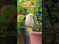 #cute #cat #funny #birds #cutecat #talkingparot #musicbusiness #parrot