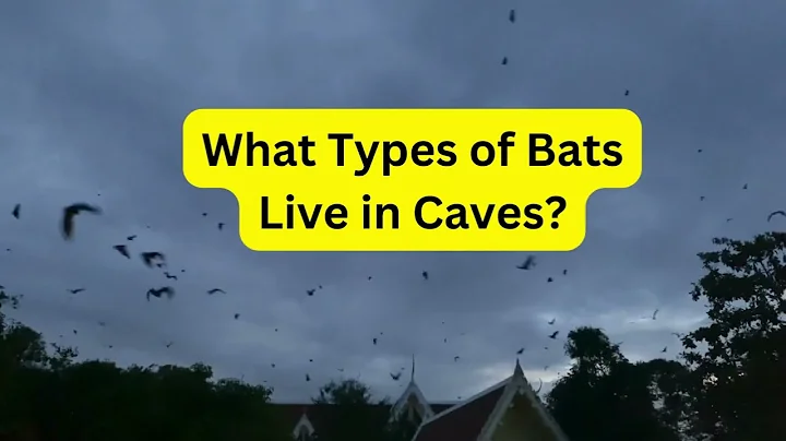 What Types of Bats Live in Caves?