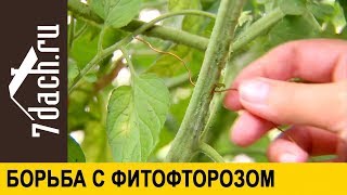 👩‍🌾 Борьба С Фитофторозом И Паутинным Клещом Без 