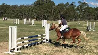 Fernances Creek Haflinger Horses and Events-Artus First 80-90