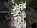 #shorts Two forms of Coelogyne 'Unchained Melody' in bloom!  #orchids #orchidcare #orchid