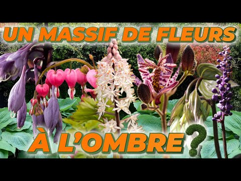 Vidéo: Plantes d'intérieur qui aiment l'ombre : noms, description