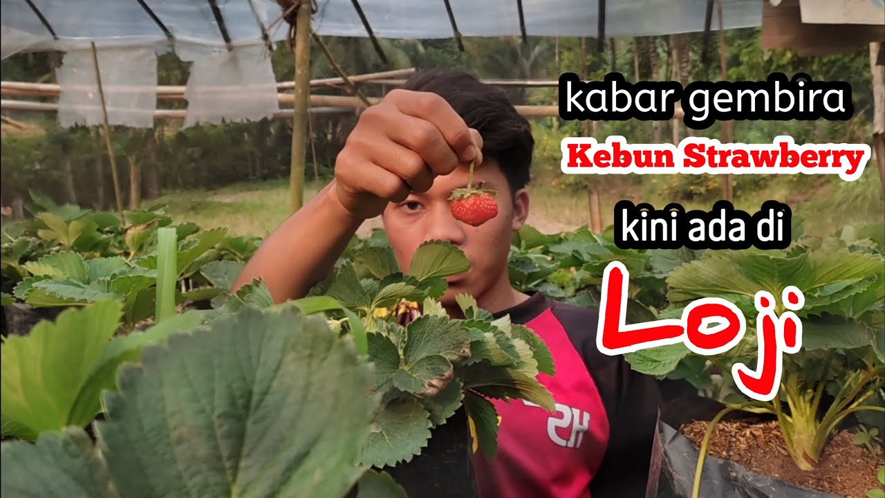 Tempat Wisata Kebun Strawberry Di Sukabumi