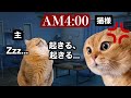 【猫ミーム】猫を飼うと休日がこうなるという、幸せなお話。