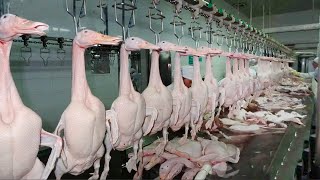 How to Process Millions of Ducks for Meat in a Factory 🦆- Incredible Modern Technology
