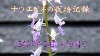 山野草・植栽編#22　ナツエビネ（夏海老根）の栽培記録