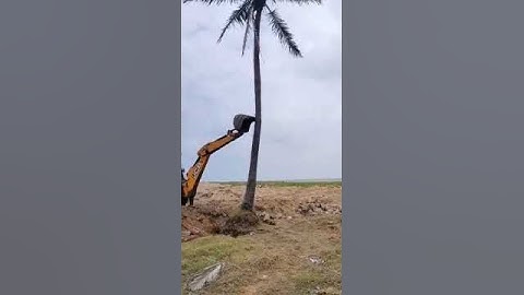 coconut tree destroyed in jcb please subscribe channels support me