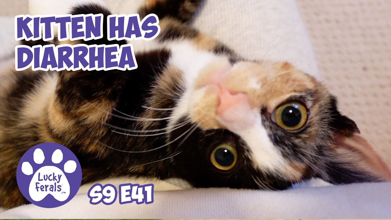 У котенка диарея, уход на дому - Rescue Kitten Days 46 47 - Lucky Ferals Cat Vlog S9 E41