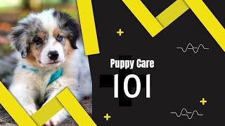 Puppy Care 101: Tips for a Happy and Healthy Furry Friend by Dogs Junction 47 views 1 year ago 3 minutes, 36 seconds
