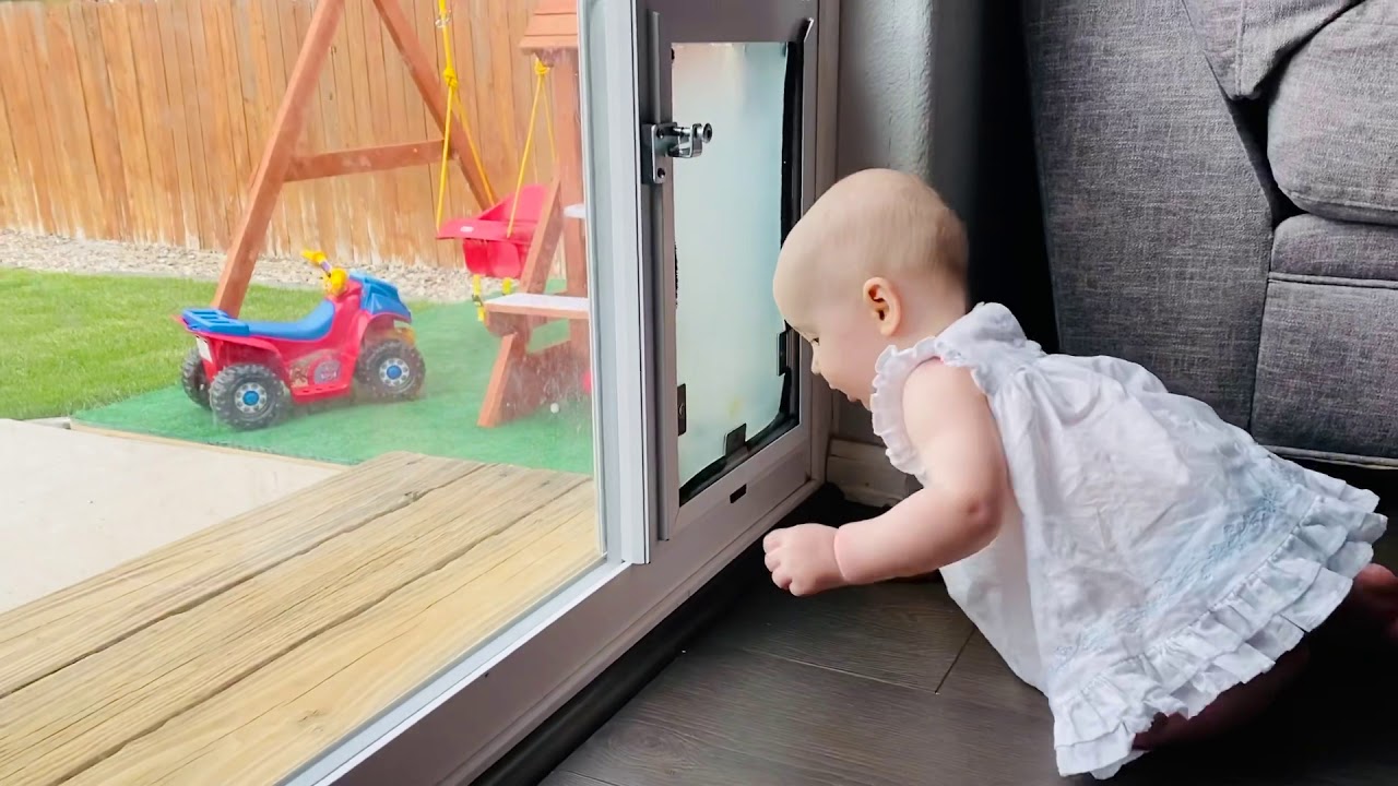 Discovering the Dog Door YouTube