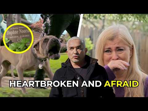 How To Help A Dog Heal After Losing A Friend Better Human Better Dog S02E07