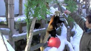 冬のレッサーパンダ