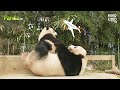 왼손엔 대나무 오른손엔 푸바오! 육아만렙 아이바오의 쿨내나는 육아일상 | 에버랜드 판다월드 (Baby Panda 'FuBao') | ENG Sub