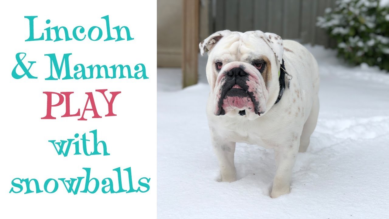 Lincoln and Mamma play with snowballs ENGLISH BULLDOG YouTube