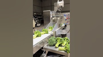 Vegetable packaging machine😳 watch how broccolis are packed✅