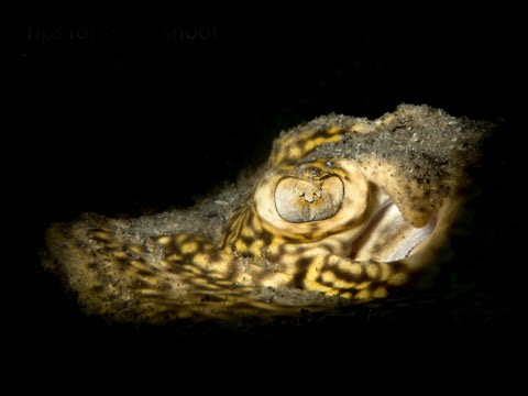 Snoot Part 4: Use a Snoot to Create Unique Images, by David Heidemann