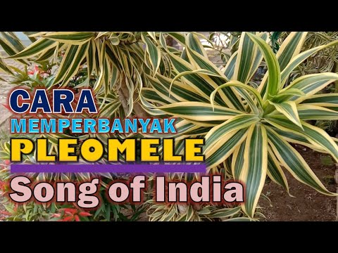 Video: Pembiakan Tumbuhan Dracaena – Ketahui Cara Membiak Tumbuhan Dracaena