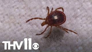 Tick season expected to be worse than usual