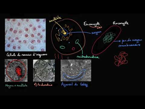 Les cellules procaryotes et eucaryotes
