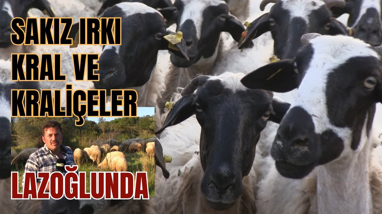 SAKIZ IRKI KRAL VE KRALİÇELER LAZOĞLUNDA... #sakızkoyunu #köy  #hayvancılık