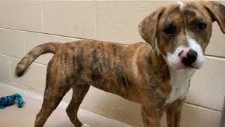 Meet Honey Pot a Hound currently available for adoption! 4/26/2024 10:43:17 PM by petangopets 41 views 1 day ago 3 seconds