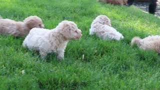 Mini Labradoodle Puppies For Sale