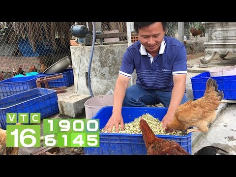 Video Thịt gà cực ngon, giòn nhờ ăn thóc, ngô, tỏi | VTC16 - youtube
